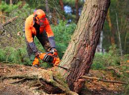 How Our Tree Care Process Works  in  Chapman, KS