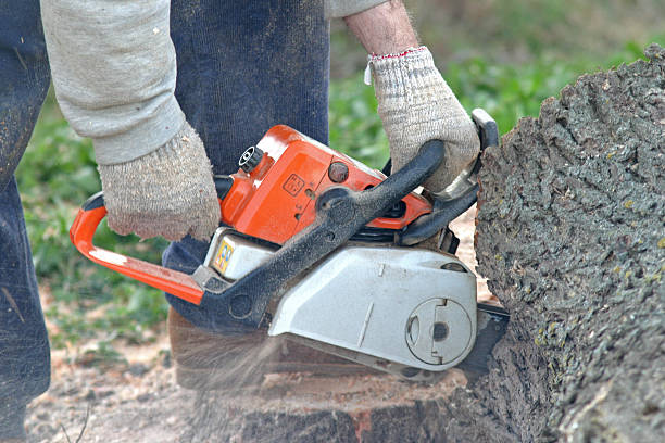 Reliable Chapman, KS Tree Removal Services Solutions